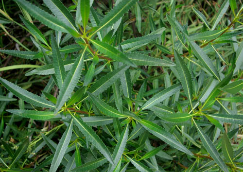 <p>fuzzy underside of the leaves. The leaves are tough and leathery, simple, long (3 to 4 inches), and slender (lanceolate), often sticky with resin, with alternate arrangement along the stem</p>