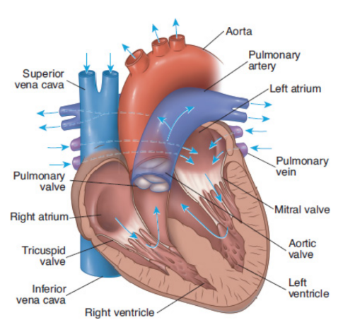 <p>RA →RV→lungs→LA→LV→body and back</p>