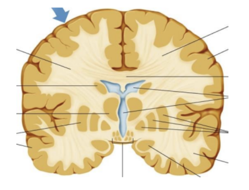 <p>Composed of <strong>neuronal cell bodies</strong>. It is primarily involved in processing and integrating information within the CNS (brain and spinal cord)</p>