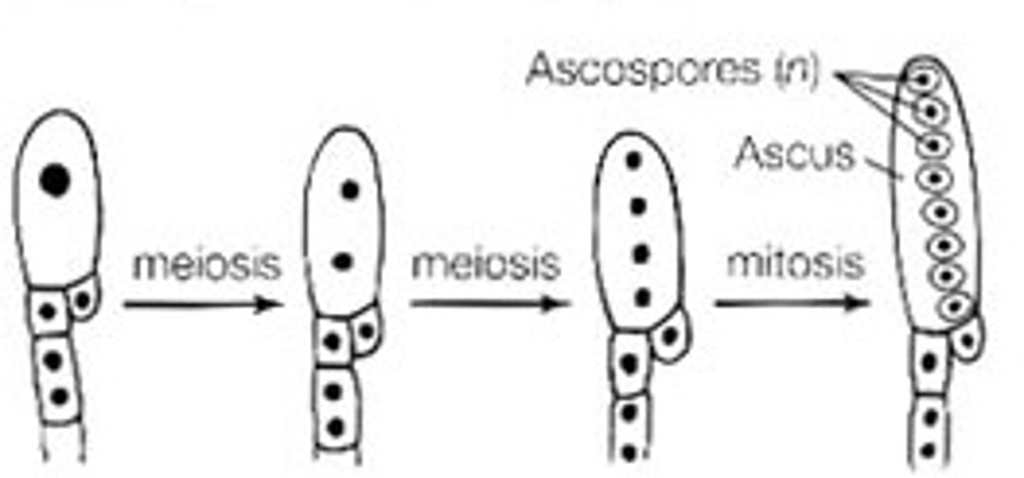 <p>haploid spore of ascomycota</p>