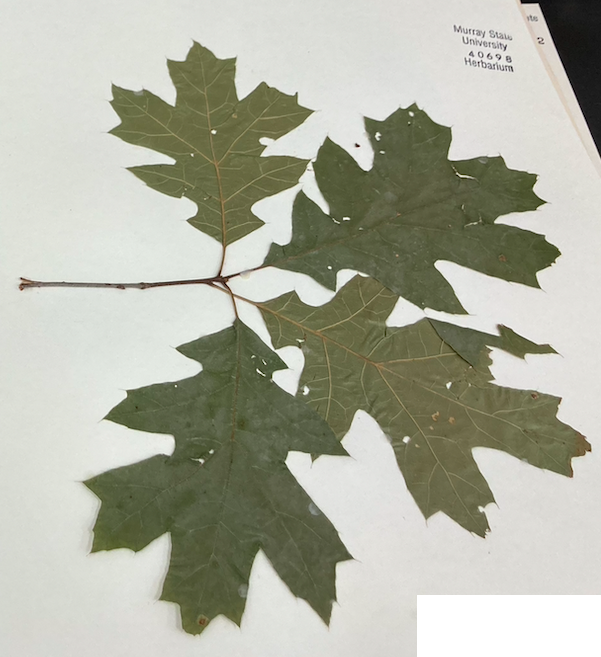 <p>Family + Genus?</p>