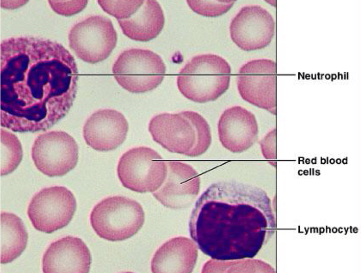 <p>Blood tissue </p>