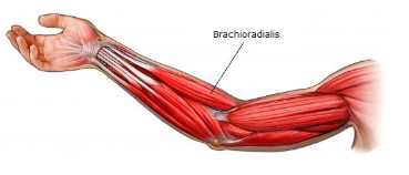 <p>Rounded muscle that tapers toward ends</p><p>Ex: Brachialis, brachioradialis, biceps brachii</p>