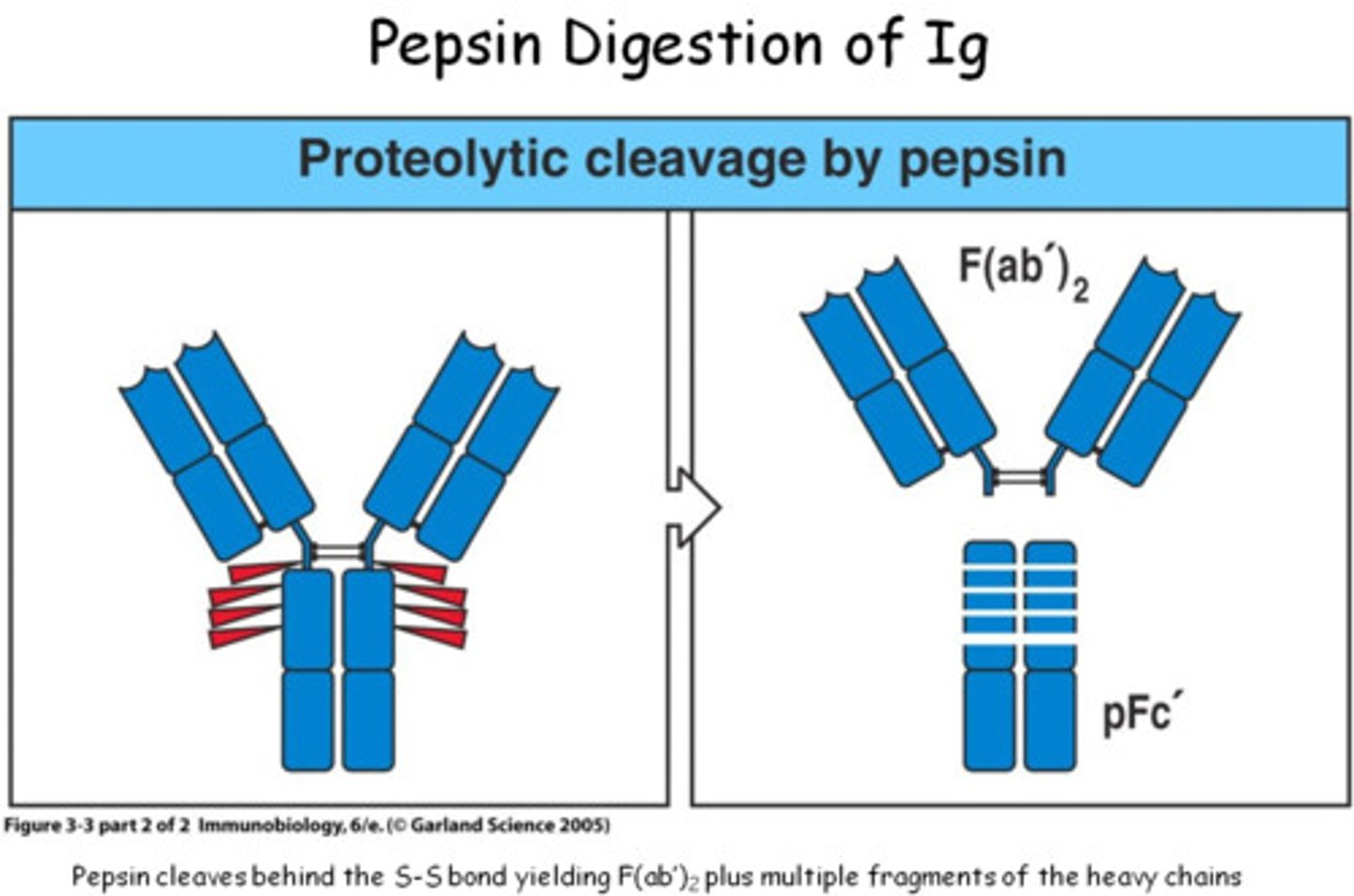 <p>cleaves Fabs from Fc</p>