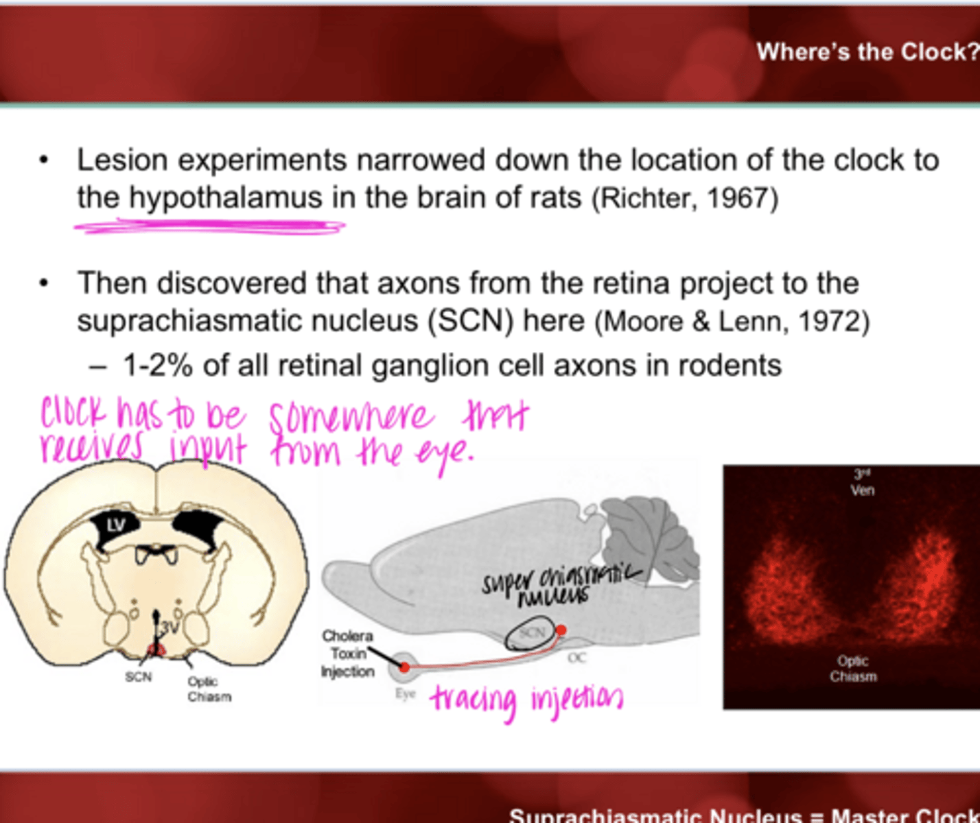 <p>Axons from the retina project to the _____ in the hypothalamus and are likely linked to the circadian rhythm</p>