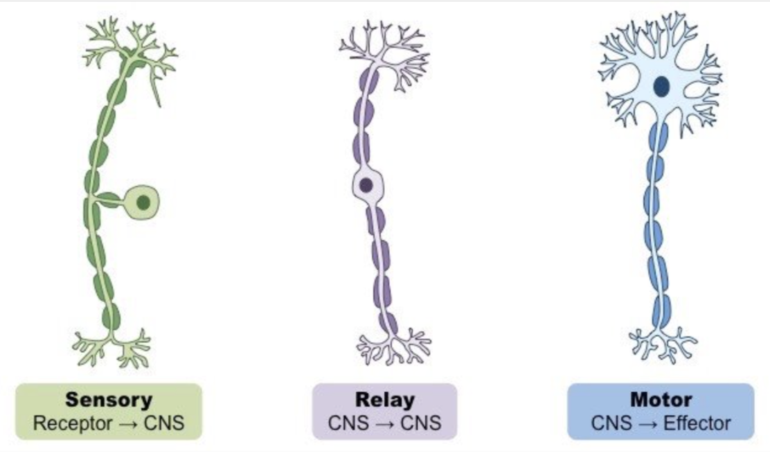 <p>sensory neurone → relay neurone (in CNS)→ motor neurone → effector </p>