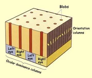 <p>Hypothetical constructs with a physiological basis; each module analyzes a different aspect of a visual image.</p><p><strong>~300,000 neurons</strong> in each module; neurons in a single module all respond to visual input from the same particular location in the visual field.</p>