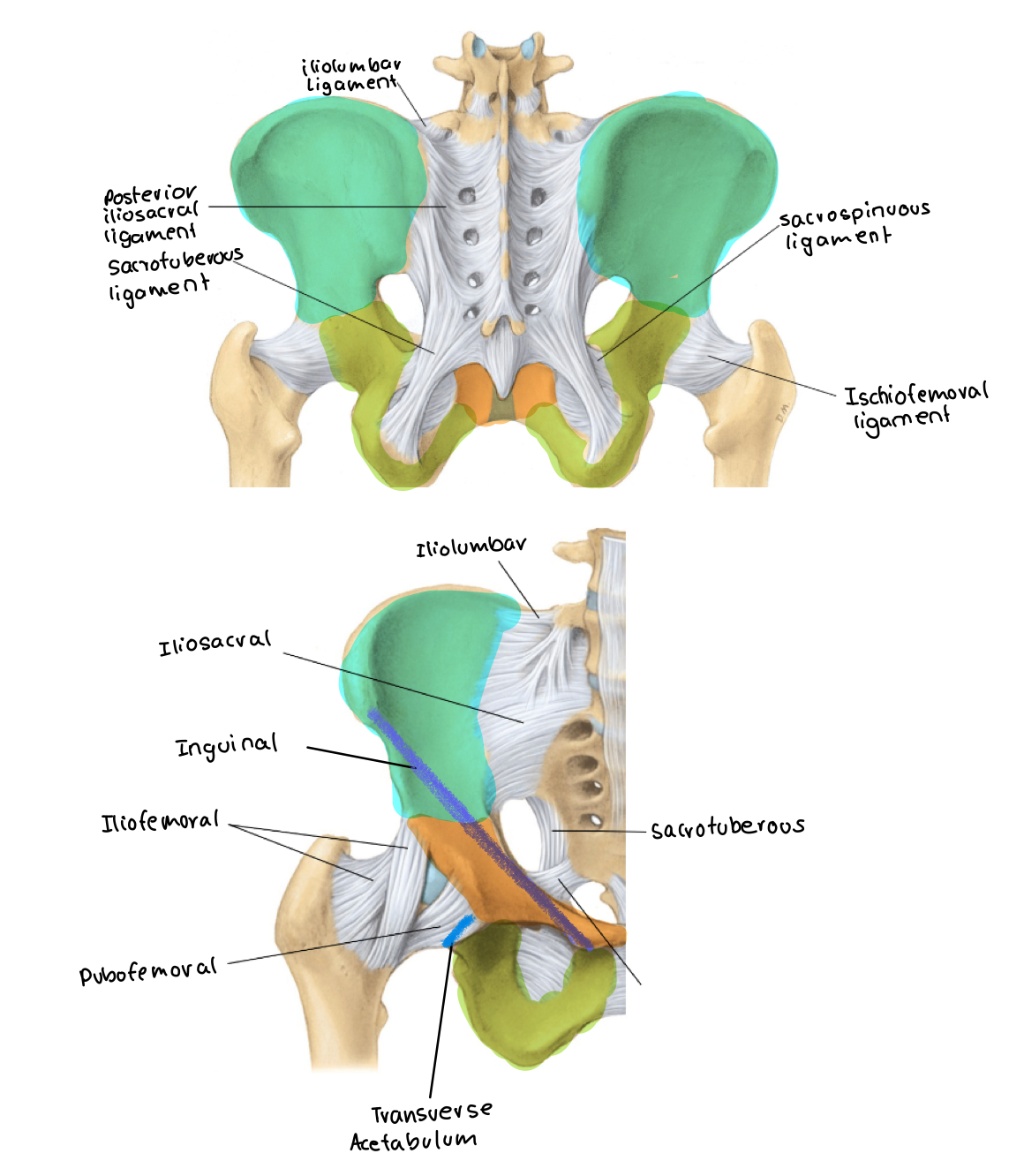 <p>the missing one is sacrospinous</p>
