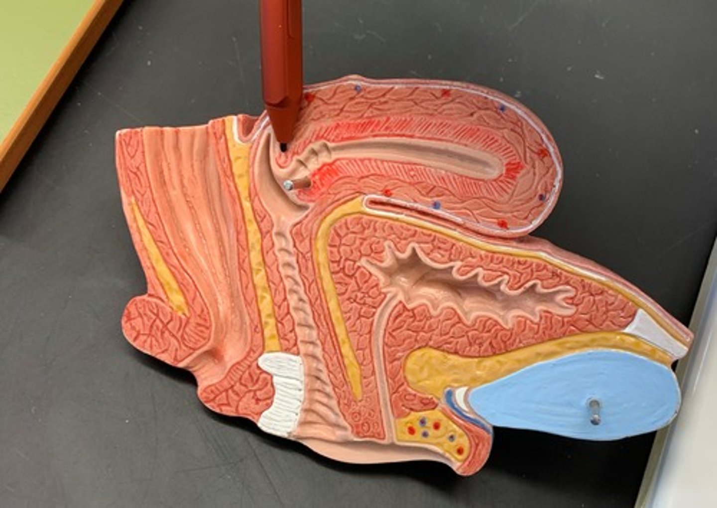 <p>neck of the uterus</p>