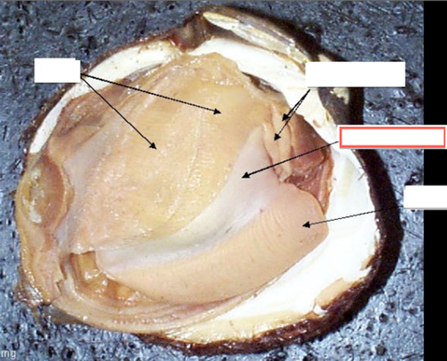<p>- Contains internal organs</p>