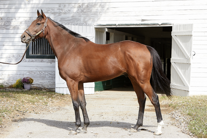 <p>What is this breed</p>