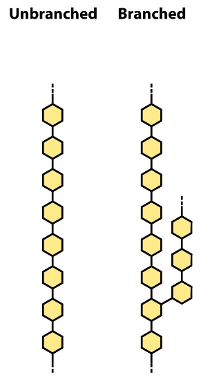 <p>same monosaccharide repeated; may be branched or unbranched</p>