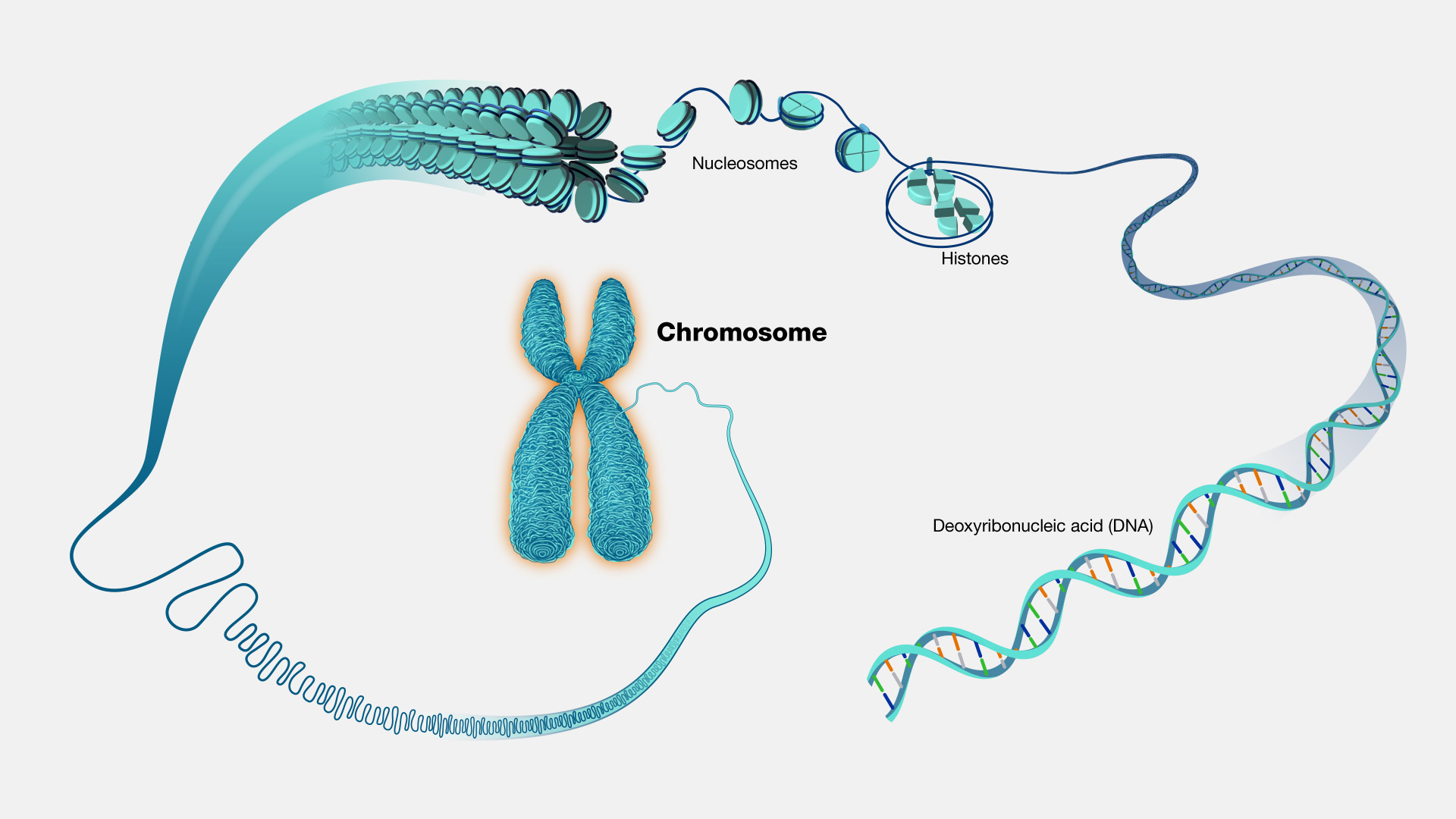 <p>Long DNA molecules containing many genes.</p>