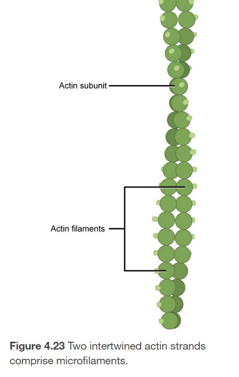 <ol><li><p>Narrowest of cytoskeleton fibers</p></li><li><p>Function in cellular movement</p></li><li><p>diameter ~7nm</p><ol><li><p>Comprised of 2 globular protein intertwined stands called actin</p></li></ol></li></ol>