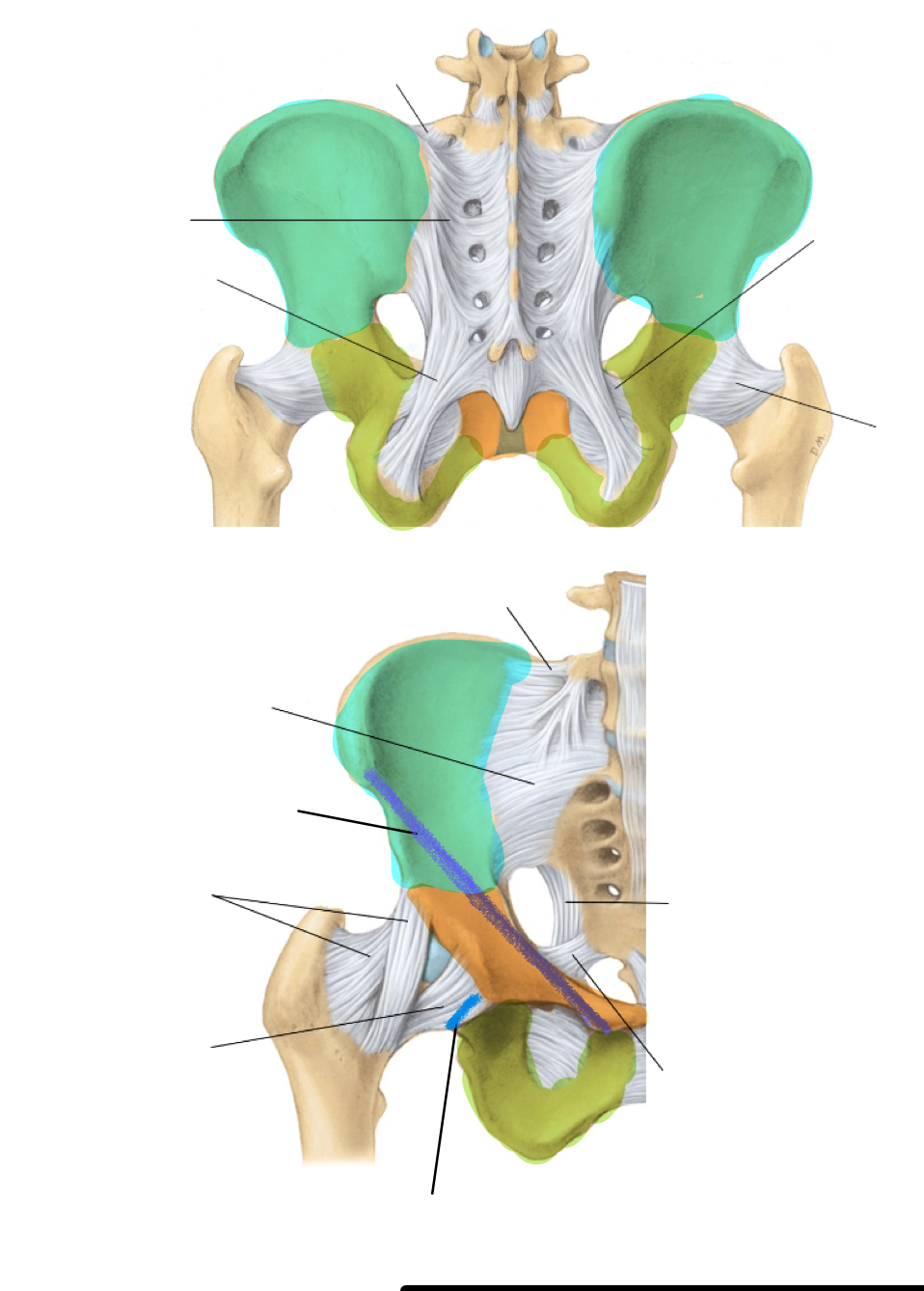 <p>label the ligaments in the pelvis</p>