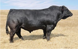 <p>Simmental</p>