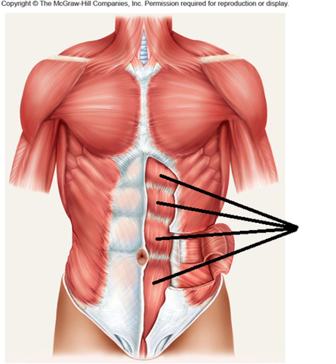 <p>Compresses abdomen, rotates trunk, flexes trunk</p>