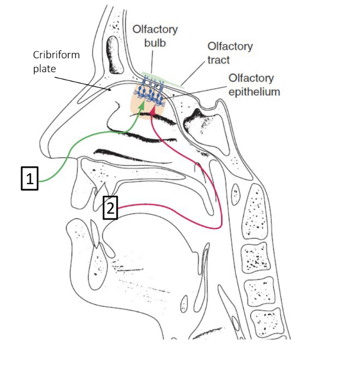 <p>CN 1:</p><p>scent molecules that bind to olfactory nerves in two ways:</p><ol><li><p>nostrils during breathing</p></li><li><p>oropharynx during chewing</p></li></ol><p></p>
