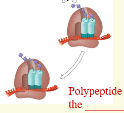 <p>Polypeptide is in the A site</p>