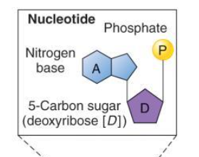 <ol><li><p>A deoxyribonucleotide consists of the pentose sugar named deoxyribose</p></li><li><p>,a nitrogenous base (either adenine, cytosine, guanine, or thymine),</p></li><li><p>and a phosphate group </p></li></ol>