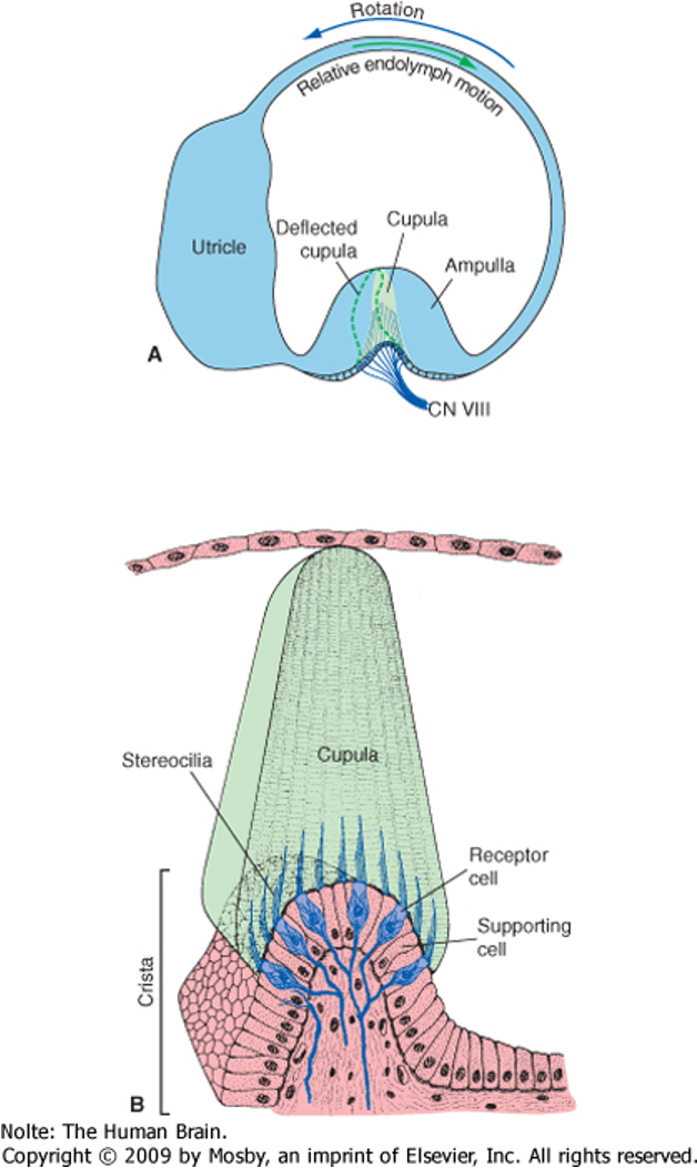<p>gelatinous mass that swings over hair cells</p>