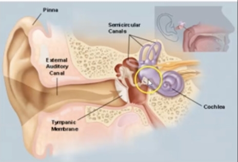 <p>What in the function of Cochlea?</p>