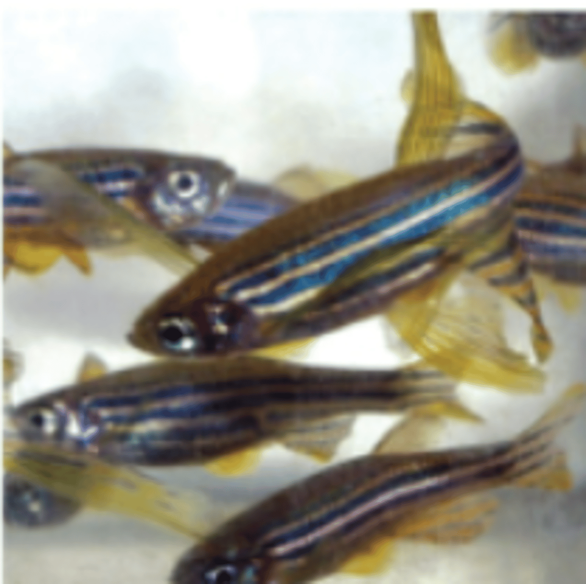 <p>What are zebrafish (Danio rerio) ideal for because of their transparent embryos developed outside the mother, making it easy to observe cells moving and changing their characteristics in the living organism as it develops?</p>