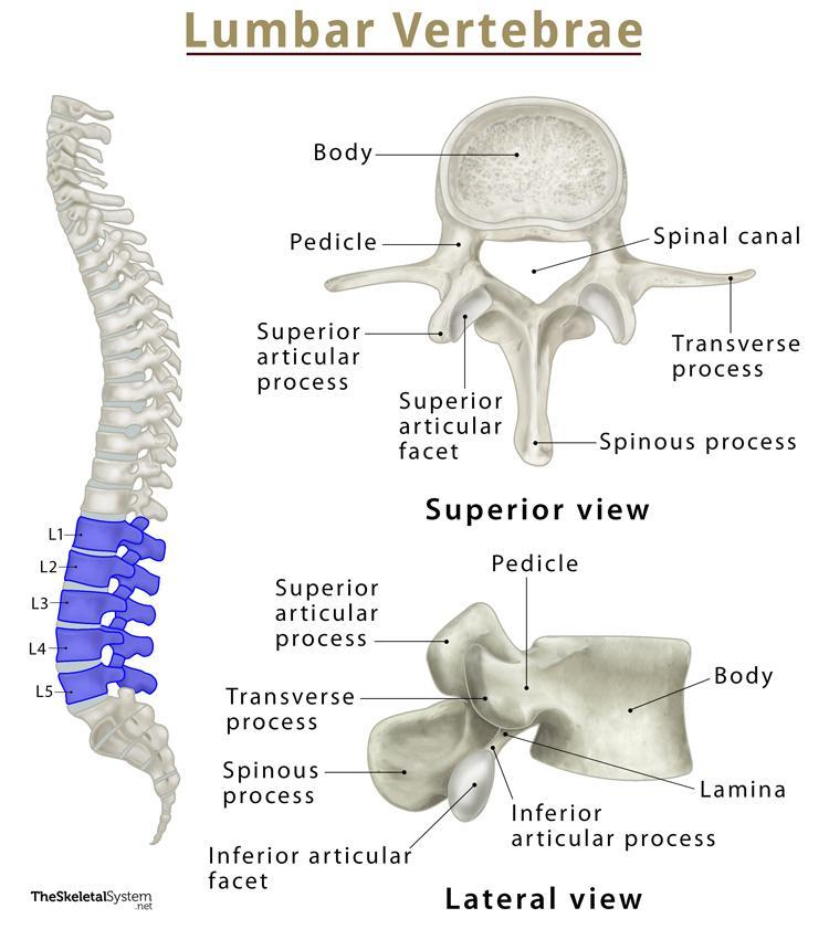<p>also extends after a pedicle; but look for a bigger body and smaller spinous process to tell the difference.</p>