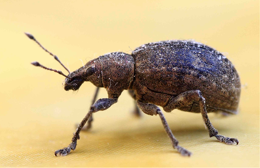 <p>weevils</p>
