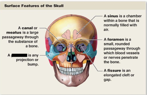 <p>this is the main surface features of the skull, what is this?</p>