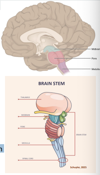 <p>Brain Stem </p>