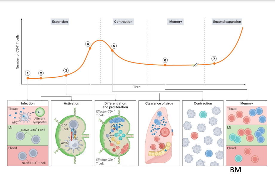 <p>1. Naive CD4+ T cells quiescently recirculate through blood (dark red) and lymphoid (light green) tissues. Upon infection, APCs migrate from infected barrier sites to the draining lymph nodes through afferent lymphatics and present peptides on MHC-II molecules. 2. Recognition of the peptide- MHC-II complex through TCR in combination with co-stimulation and cytokine signals lead to the activation, differentiation and expansion of naive CD4+ lymph node T cells. 3. CD4+ T cells proliferate and differentiate into various effector subsets that each become poised to make specialized contributions to immunity. 4. Many proliferated T cells leave the lymph nodes and migrate to the infected tissue through blood to assist in pathogen control at sites of infection. 5. Once the infection is cleared, most pathogen-specific CD4+ T cells die resulting in contraction of the population. 6. However, a few survive to establish long-lived memory and stay widely distributed across the body. 7. Upon reinfection, memory CD4+ T cells can mount anamnestic responses that are quicker and of higher magnitude than a primary</p>