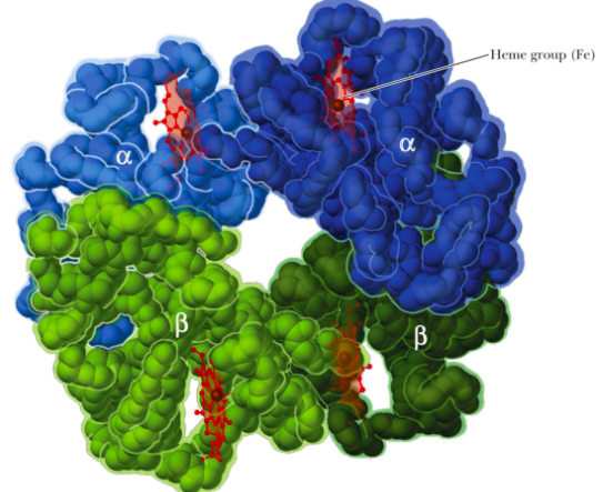 <p>A tetramer of 2 alpha chains (141 amino acids each) and 2 beta chains (153 amino acids each)</p><p>Each chain has 1 heme group</p>