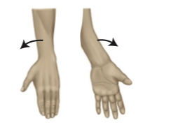 <p>to turn the palm upwards</p>