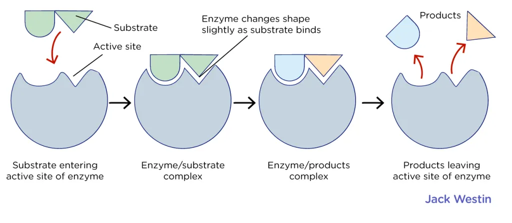 <p><mark data-color="purple">high</mark>, <span style="font-family: Arial, sans-serif">Only the correct shaped key will fit (substrate) wil fit into the keyhole (active site) of the lock (enzyme)</span></p>
