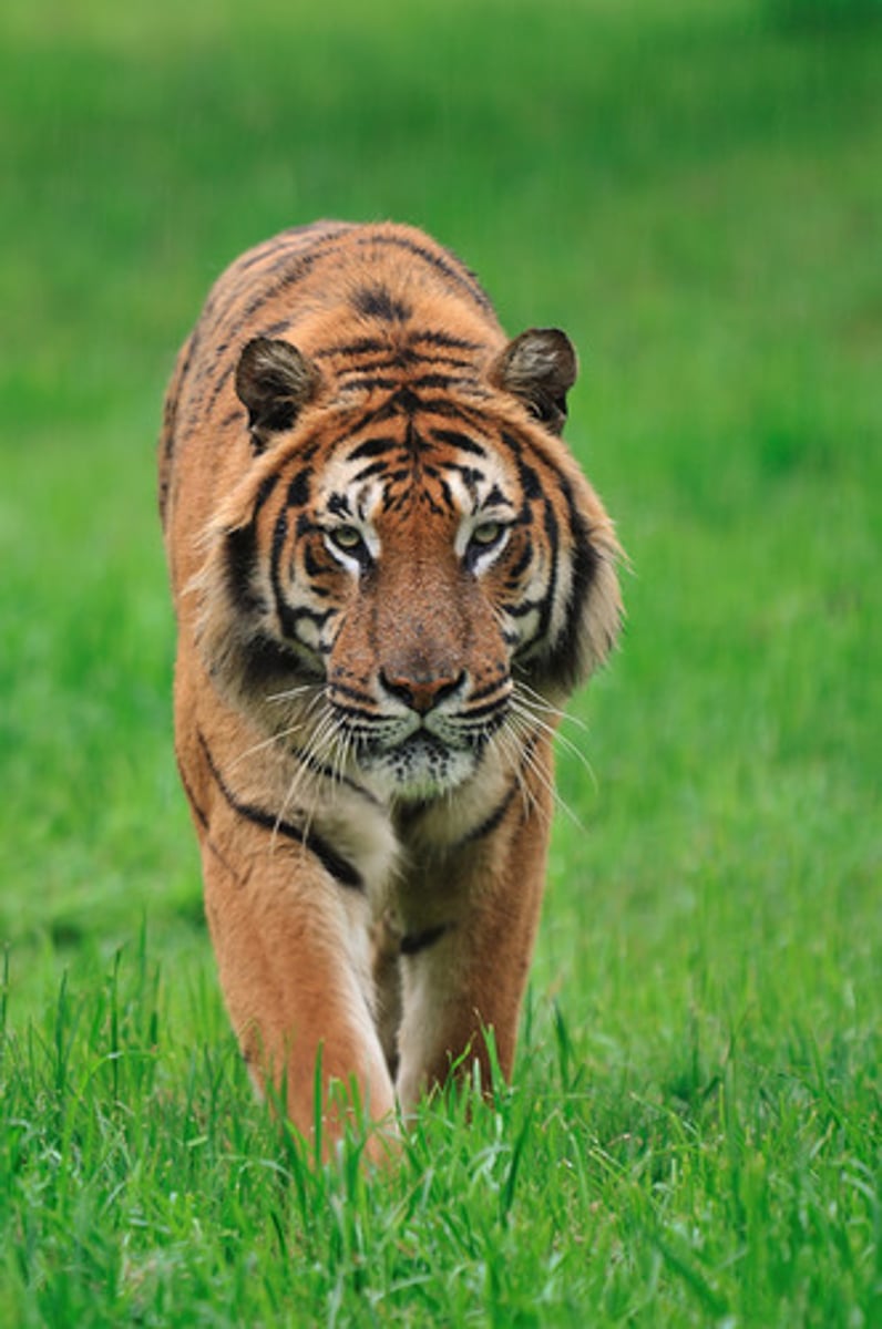 <p>It's a very big, orange and black cat.</p>