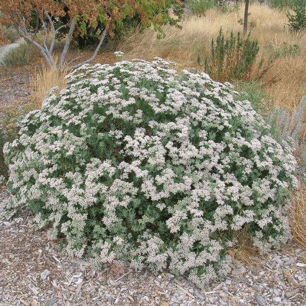 <ul><li><p>Eriogonum fasciculatum</p></li><li><p>CSS</p></li></ul>