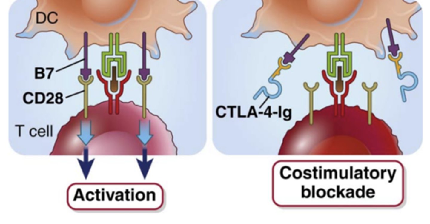 <p><span style="text-decoration:underline">costimulatory blockade</span> (Inhibition of T cell activation)</p>