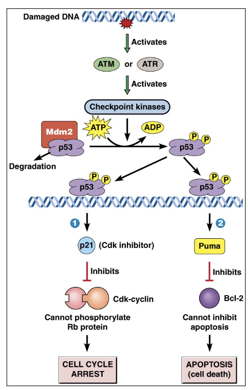 <p>This tumor suppressor gene causes cell cycle arrest in G1, providing time for DNA repair. If repair is successful, cells re-enter the cycle. If unsuccessful, apoptosis</p><p>Induces expression of:</p><p>✦ <strong><span style="color: purple">p21</span></strong> - regulatory protein that inhibits the cell Cyclin-Cdk complexes from forming (keeps cell in G1 by preventing Rb activation)</p><p>✦ <strong><span style="color: purple">PUMA</span></strong><span style="color: purple"> (p53 Unregulated Modulator of Apoptosis)</span> - protein that inactivates <strong><u>Bcl-2</u></strong>, an inhibitor of apoptosis</p>