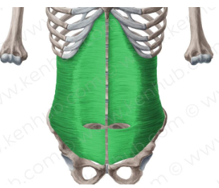 <p><strong>Origin</strong>: Cartilages of six lower ribs, throacolumbar fascia, iliac crest, inguinal ligament</p><p><strong>Insertion</strong>: linea alba through rectus sheath, conjoined tendon to pubis</p><p><strong>Action</strong>: compresses abdominal viscera</p>