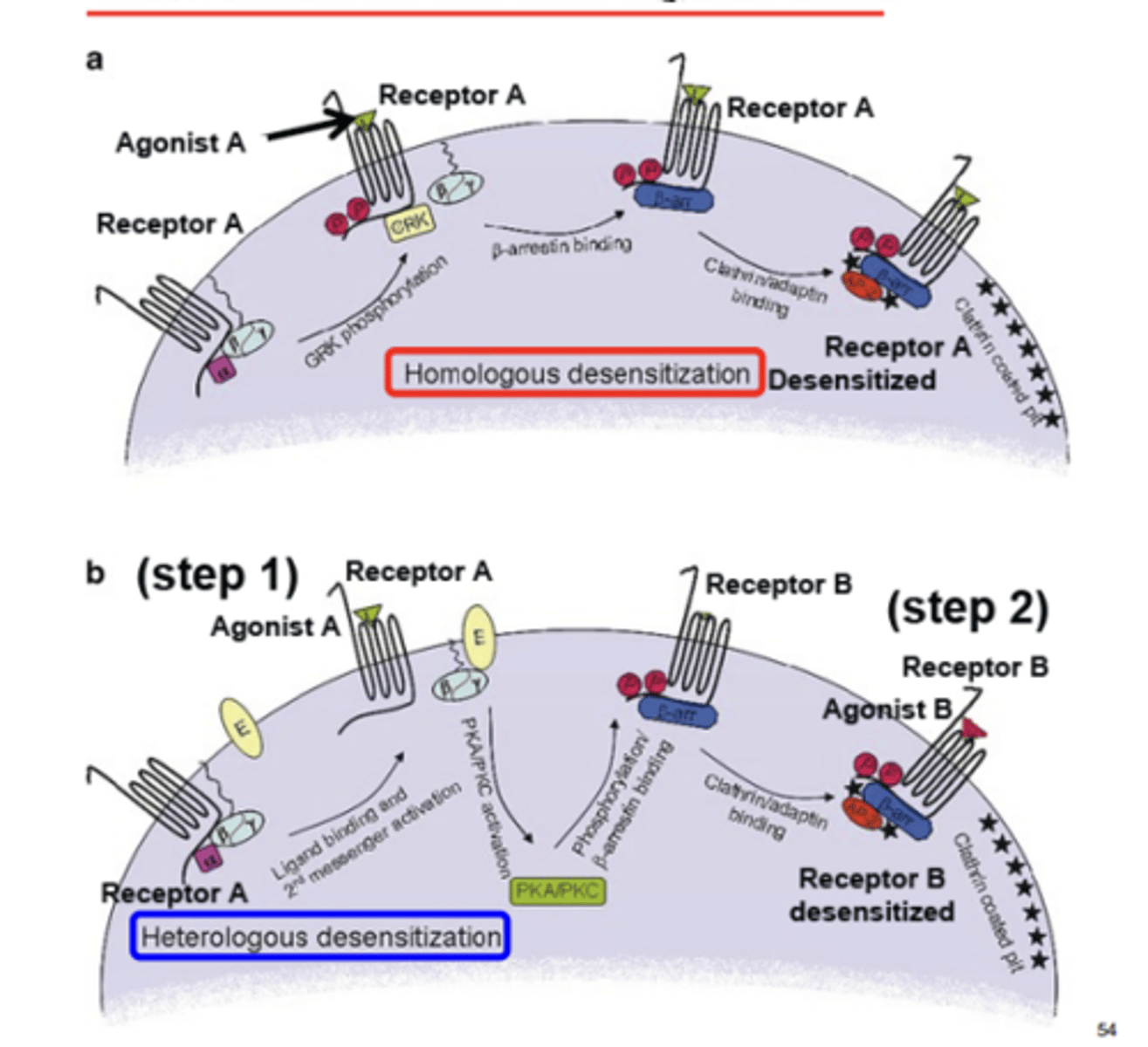 <p>receptor phosphorylation, relocalization (internalization), alteration in rate of synthesis </p>