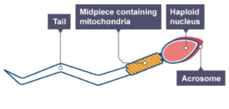 <p>What is contained in the acrosome at the head of a sperm cell and what is its purpose?</p>