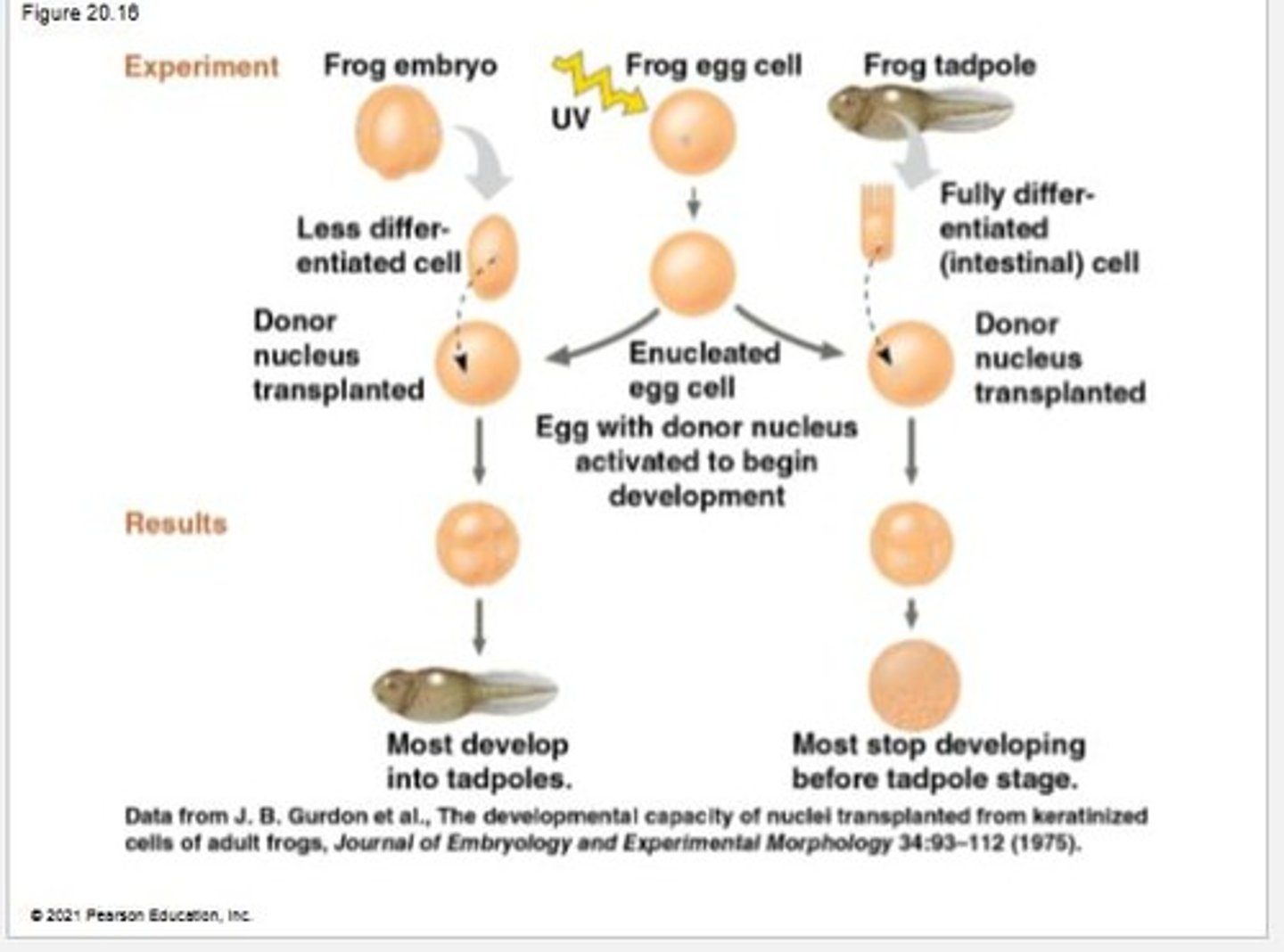 <p>The process initiated after replacing the nucleus of an egg with the nucleus of a cell of the animal they wish to clone.</p>