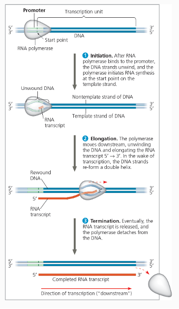 <ul><li><p>Initiation - After all members of complex are present RNA polymerase starts recruiting nucleotides</p></li><li><p>Elongation - RNA polymerase moves 5’ to 3’ recruiting nucleotides.</p></li><li><p>Termination - RNA polymerase reaches termination sequence and then detaches. </p></li></ul><p></p>