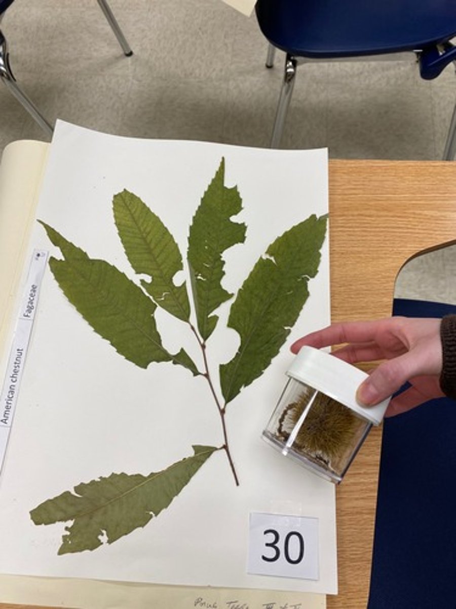 <p>Castanea dentata (Fagaceae)</p>