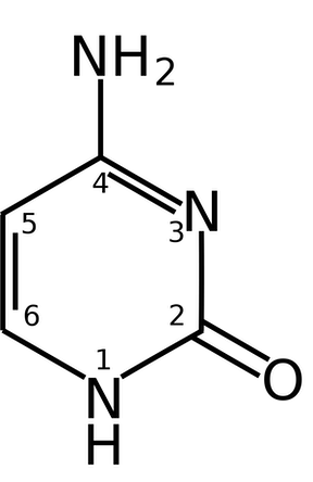 <p>pyrimidine used in RNA and DNA, can spontaneously deaminate to uracil</p>