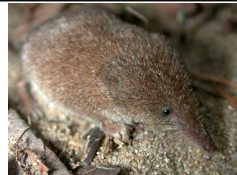 <p>small; white/gray belly; bicolored tail; dark tail tip</p>