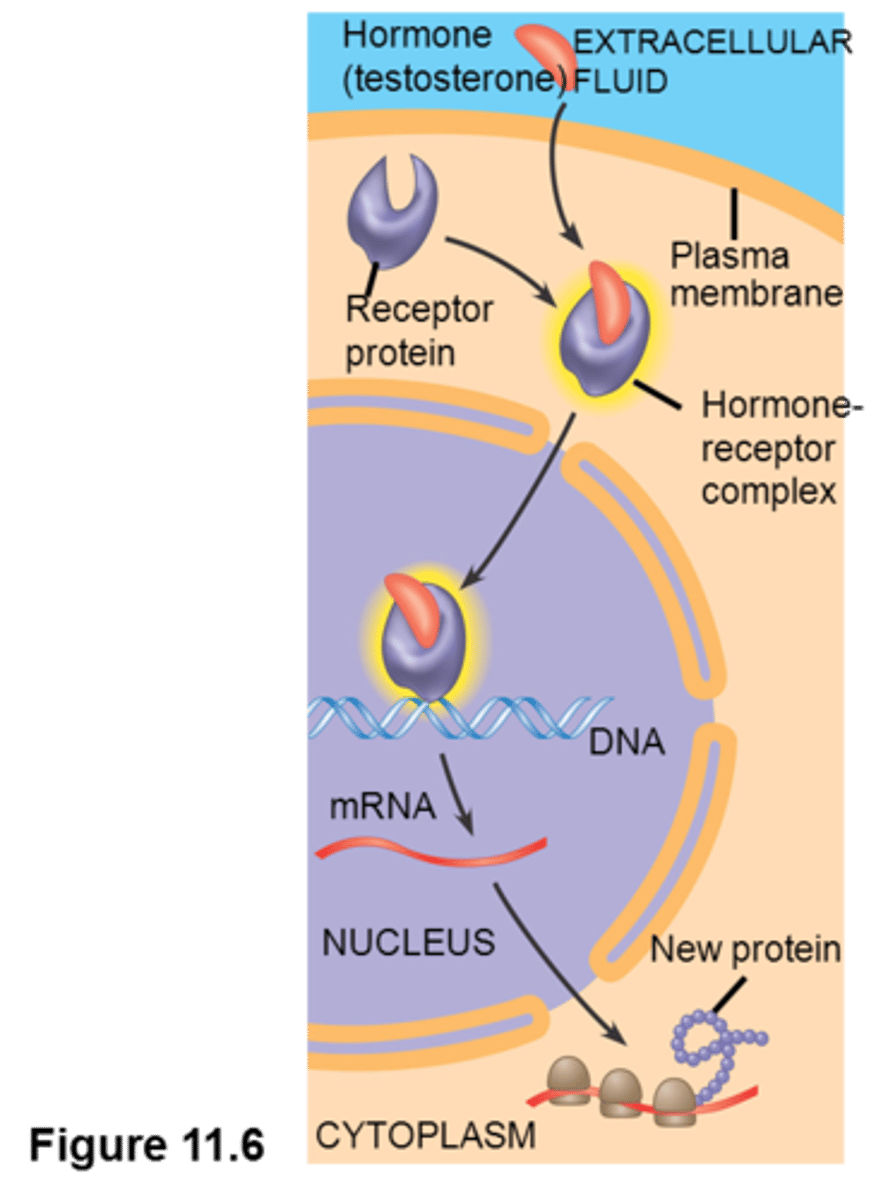 <p>steroid-hormone receptors</p><p>aldosterone-</p><p>the ligand aldosterone has to go through membrane through simple diffusion then bind to receptor and change shape. Then receptor produces the response</p>