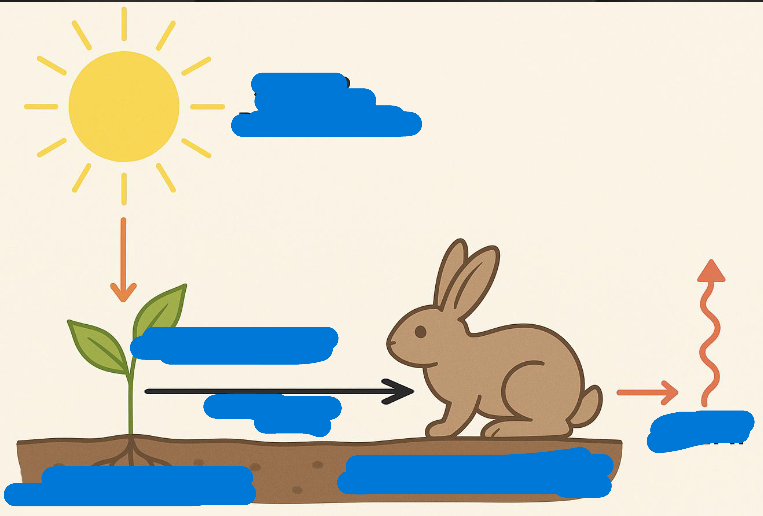 <p>name from top down to right</p>