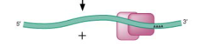 <p><span style="color: #NaNNaNNaN">ORF1 and ORF2 proteins (RT, endonuclease, and integrase) will bind to transposon RNA</span></p>